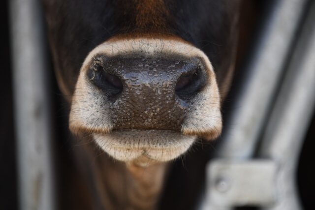 focinho de vaca, gado bovino