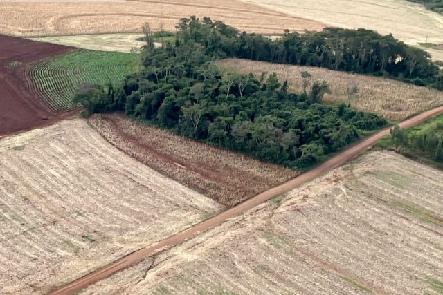 desmatamento, paraná, iat