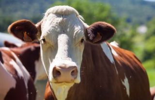 doença da vaca louca