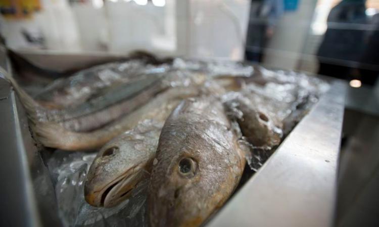 Setor de pescados espera avanço nas negociações entre Brasil e EUA