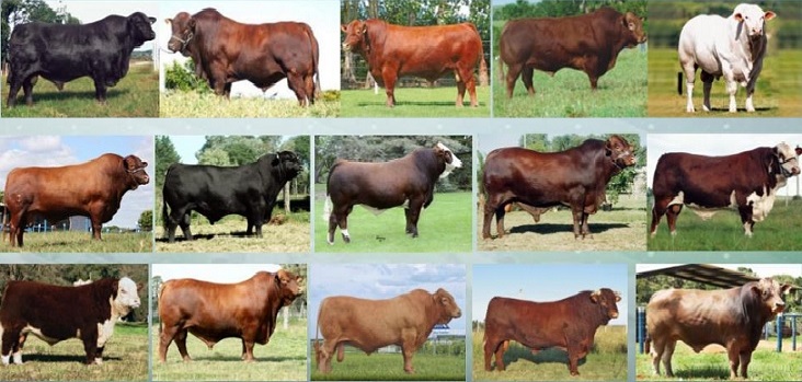 Mais lida: Qual o melhor touro para cruzar com vacas tabapuã x red angus?