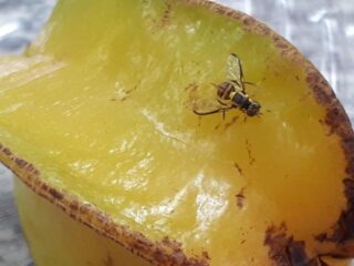 mosca-da-carambola