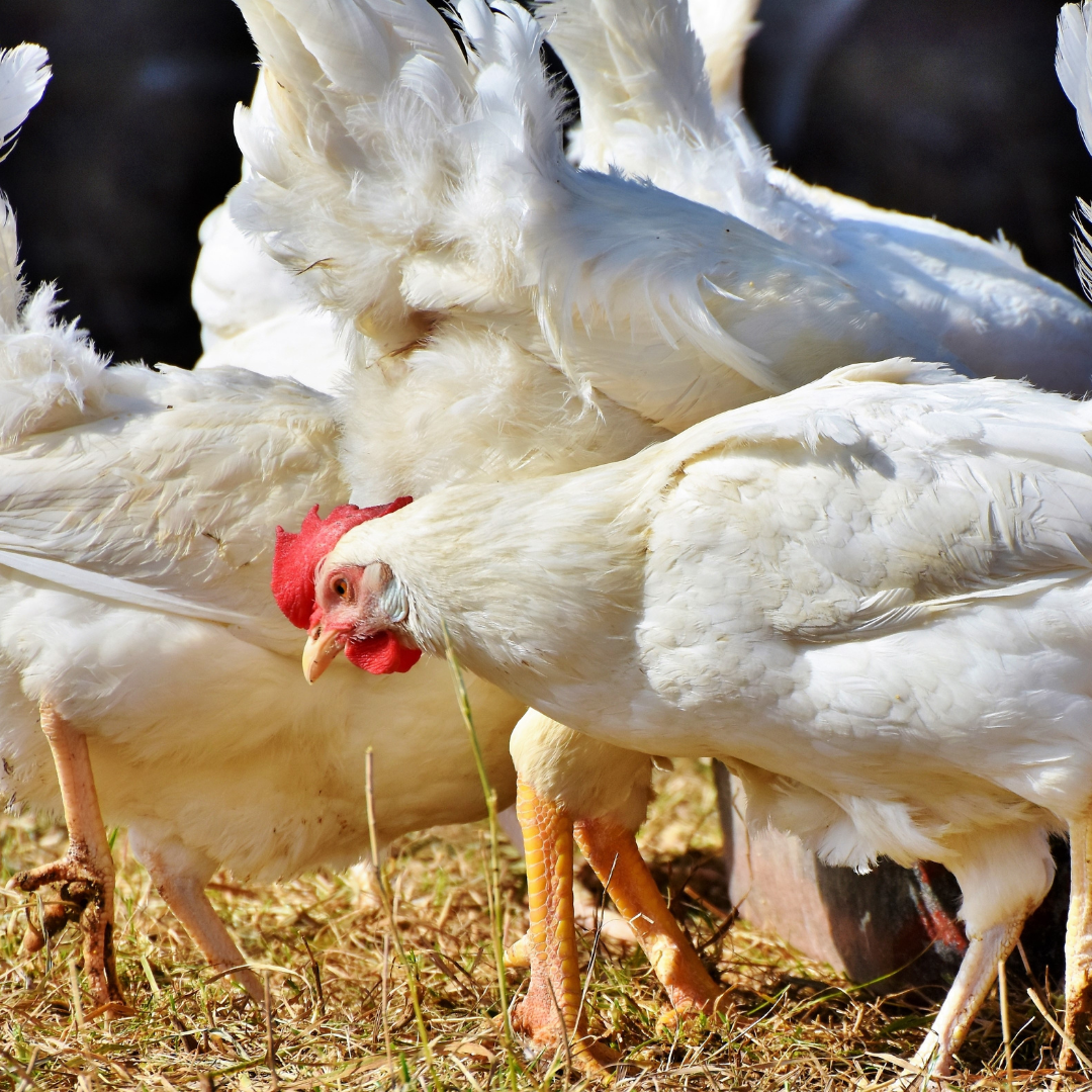 Gripe aviária: ES amplia monitoramento e pede ajuda à população