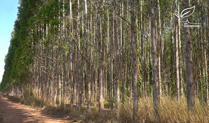 Mato Grosso vive momento de expansão de florestas plantadas
