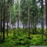 europa, floresta, desmatamento