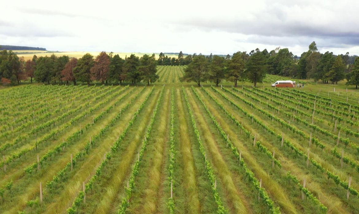 expropriação de terras vinícolas