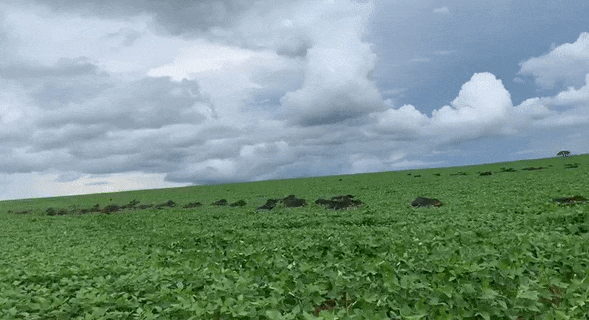 Impressionante: vídeo mostra dezenas de javalis atravessando lavoura de soja