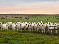 retenção de fêmeas, vacas nelore - embrapa