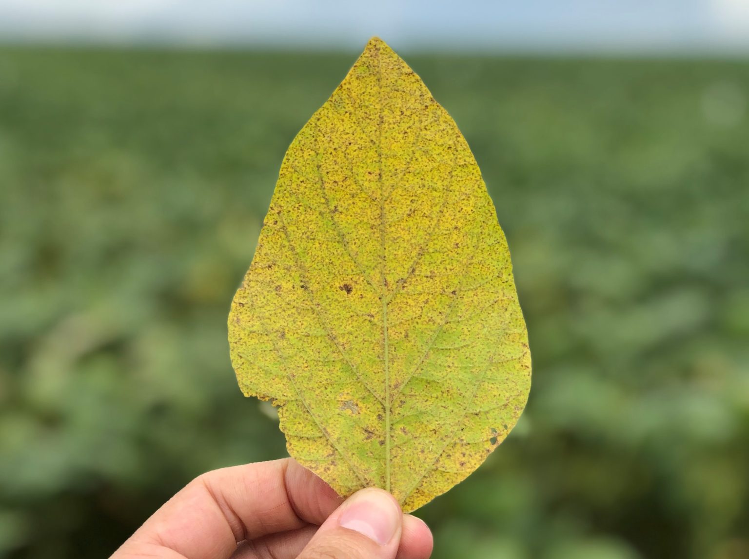 ferrugem-asiática em folha de soja ferrugem-asiática em folha de soja