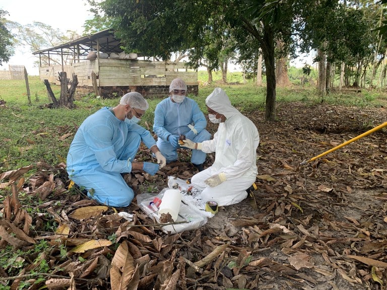 No Acre, equipes técnicas fazem uma varredura na área de maior risco de detecção de novos focos da praga/ Foto: Ministério da Agricultura
 