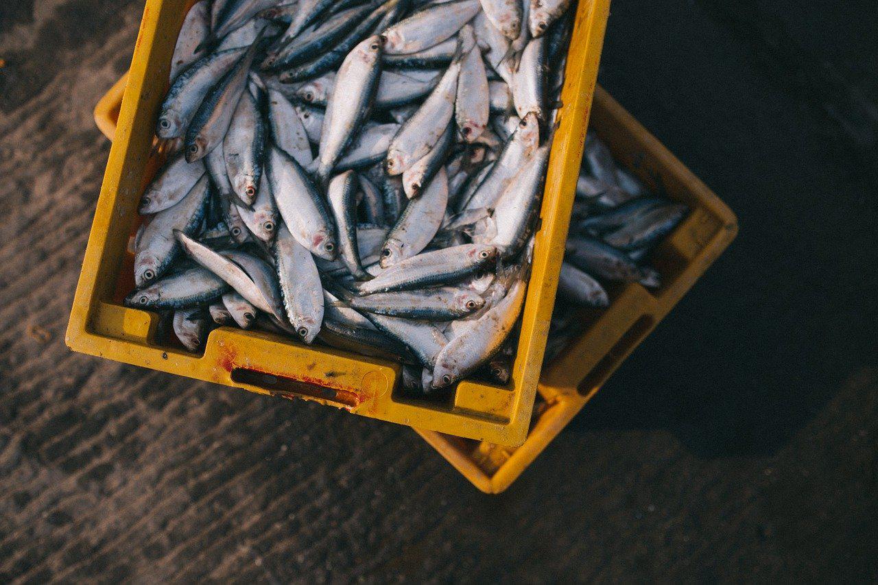 Brasil intensifica negociações para voltar a exportar pescados à Europa