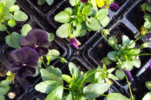 produção de flores