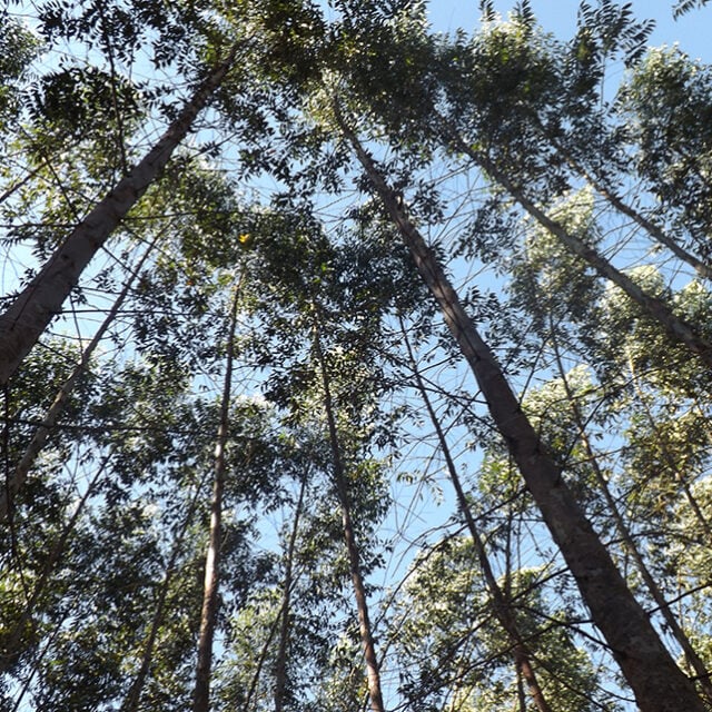 biomassa eucalipto paa madeira