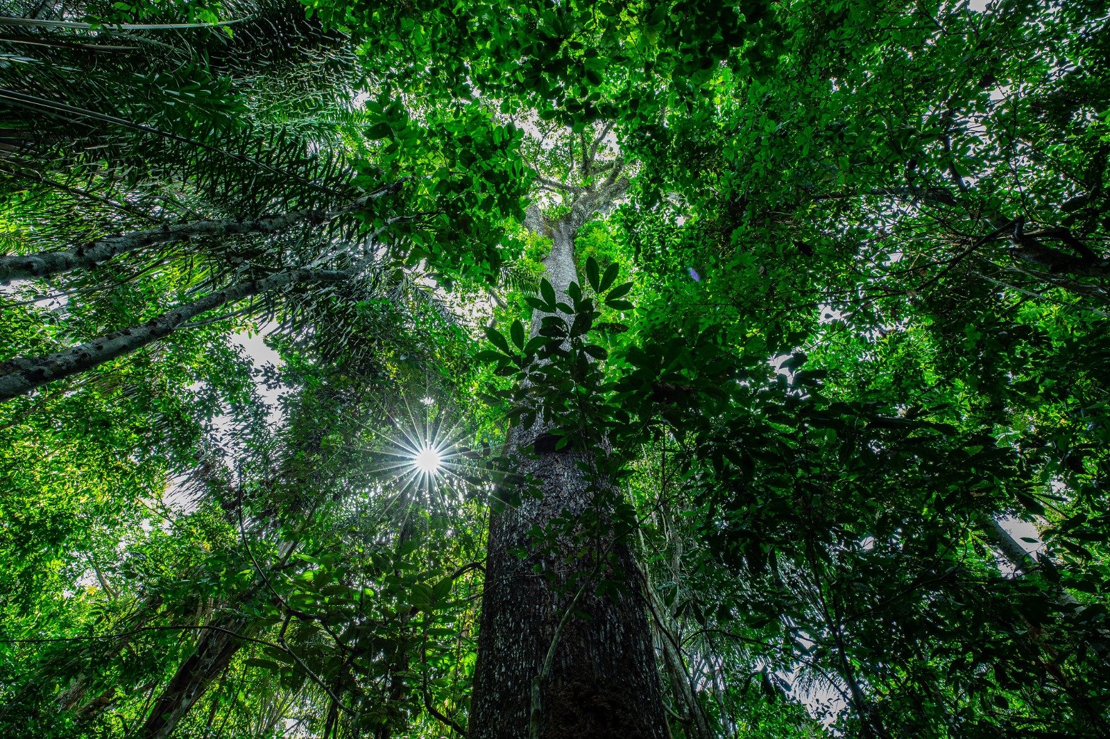 Projeto de conservação protege 30 mil hectares de floresta nativa em Mato Grosso