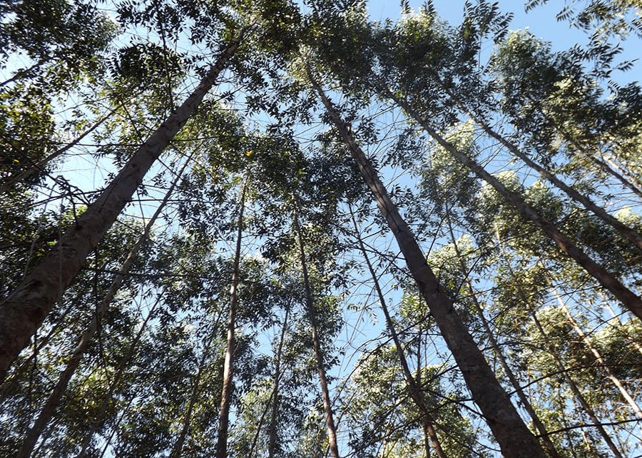 floresta eucalipto