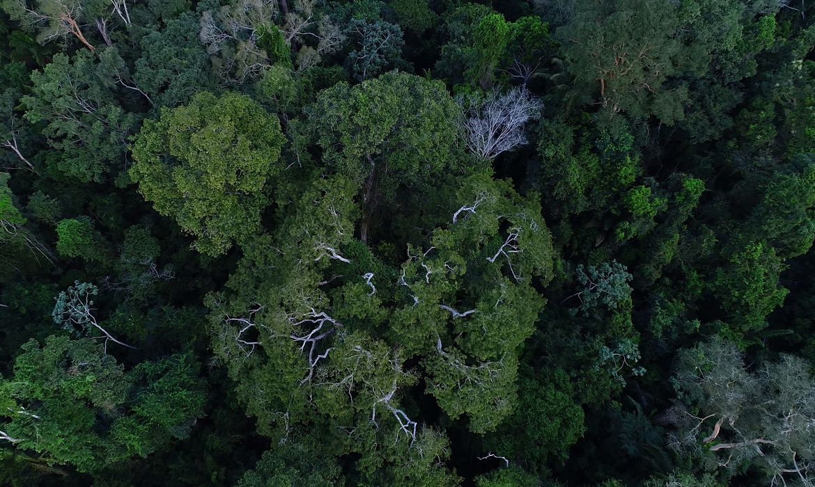 Floresta Amazonica e uso do solo