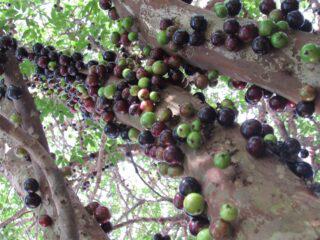 Jabuticaba