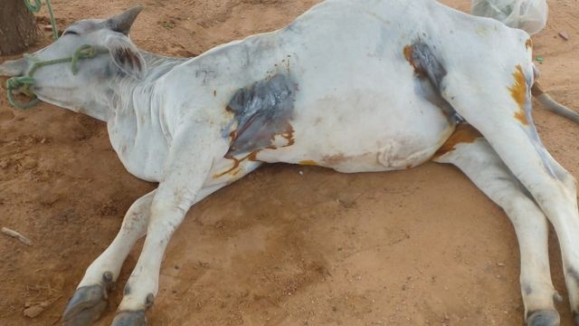 Por que comemos carne de vaca, mas não comemos carne de cavalo