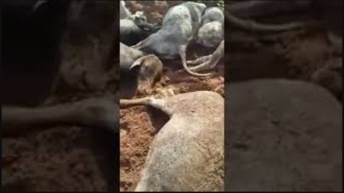 Você viu? Tragédia: raio mata pecuarista e pelo menos 30 animais no Paraná