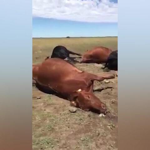 Raio mata 22 vacas que valiam até R$ 800 mil cada