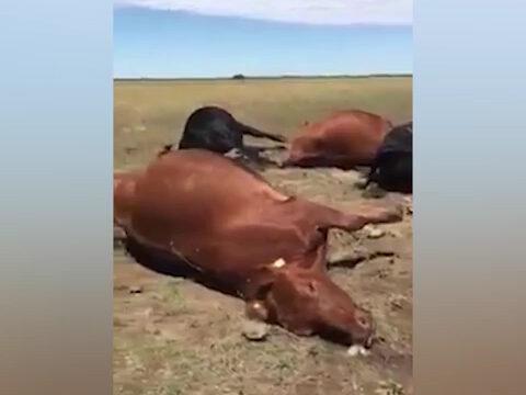 Raio mata 22 vacas que valiam até R$ 800 mil cada