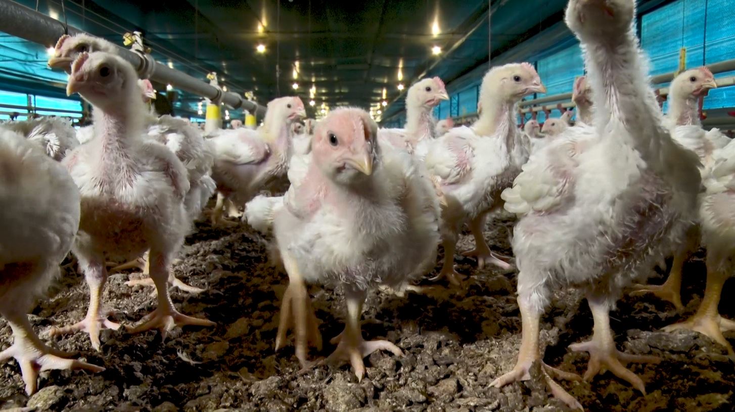 Frango: preços reagem com a retomada gradual das exportações
