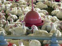 criação de frangos - carne de frango - gripe aviária