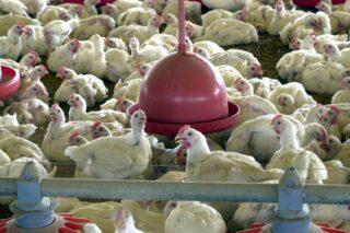 criação de frangos - carne de frango - gripe aviária