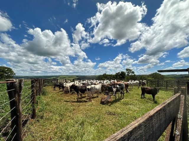furto de 110 cabeças de gado nelore - mais lidas de fevereiro