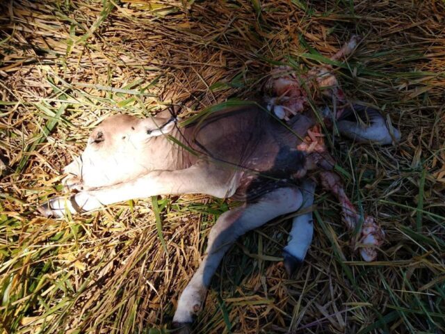 gado furtado morto censurada