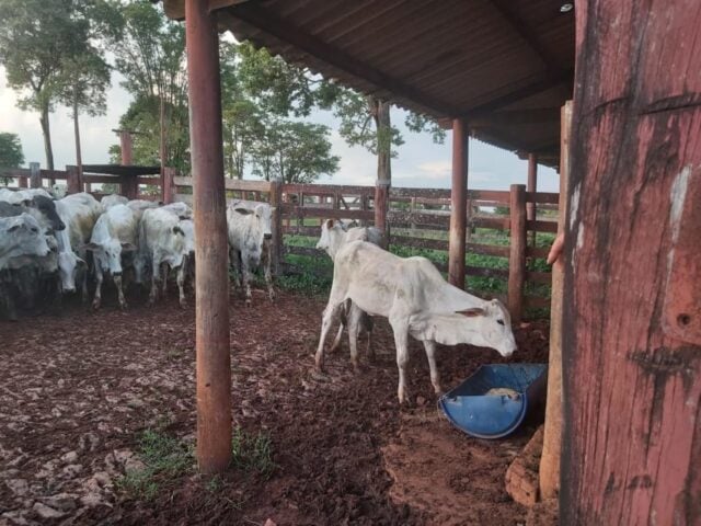 gado furtado recuperado em trindade
