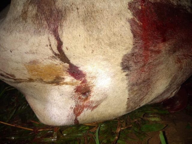 gado abatido com tiro na cabeça após furto