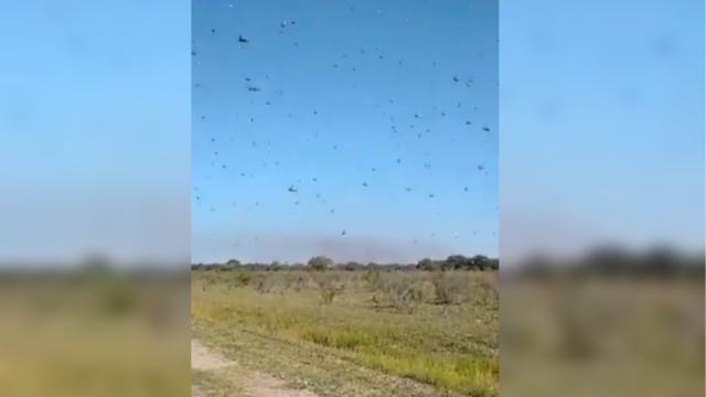 Vídeos mostram nuvem de gafanhotos que se aproxima do Brasil