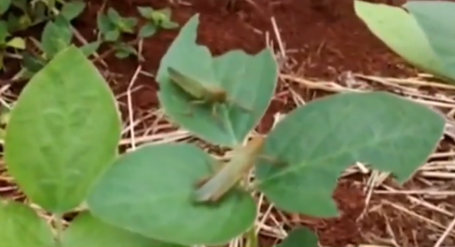 gafanhotos lavoura soja
