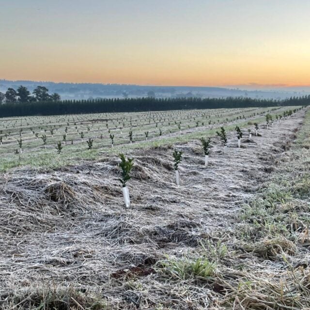 frio geada, lavoura, seguro rural, chuva