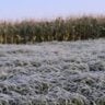 geada, frio, Aplicativo