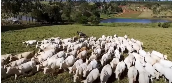 Gestão no agronegócio: como transformar a fazenda com estratégia