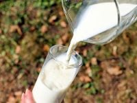 leite - produção leiteira