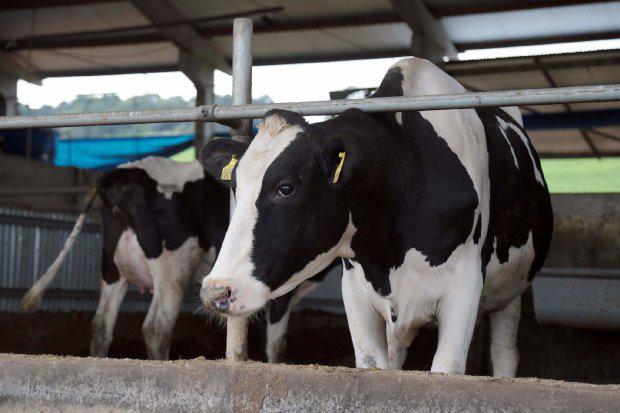 Nestlé e BB lançam linha de crédito de R$ 100 mil para reduzir emissões na produção de leite
