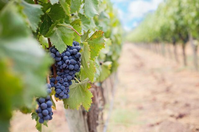 uva vinho