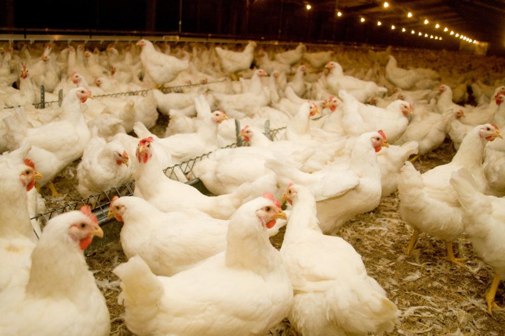 gripe aviária - agricultura de sp