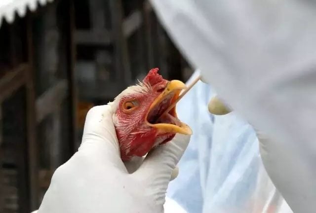 gripe aviária - argentina - wilson dias - agência brasil - níger