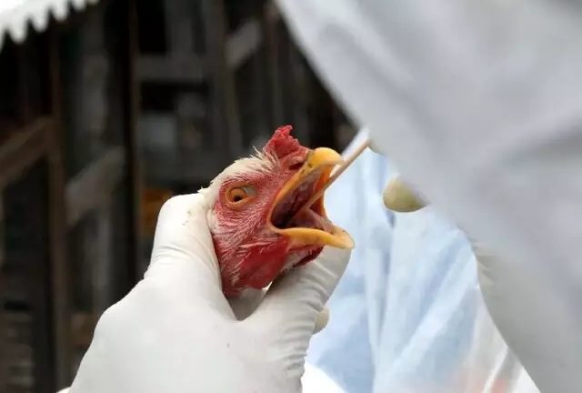 Casos de gripe aviária avançam na Europa; saiba onde