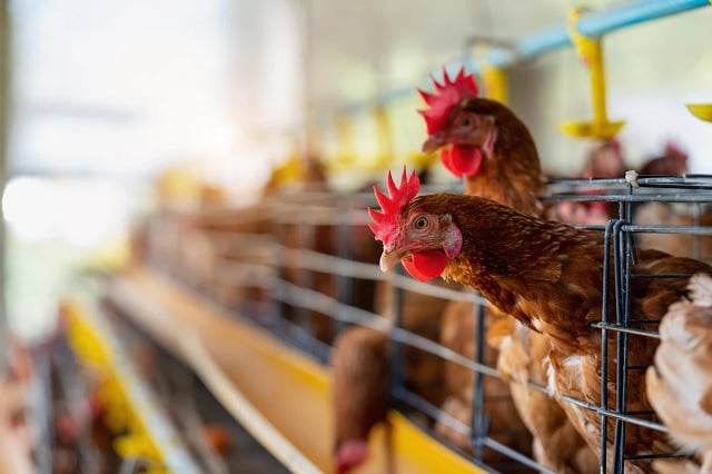 Tres países más confirman brotes de gripe aviar