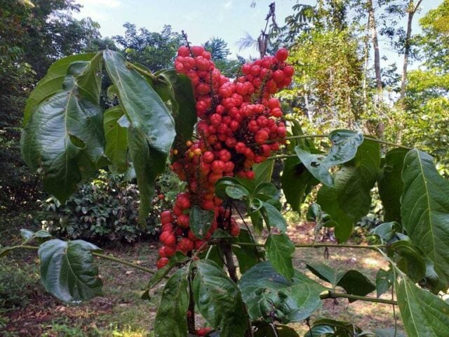 guaraná