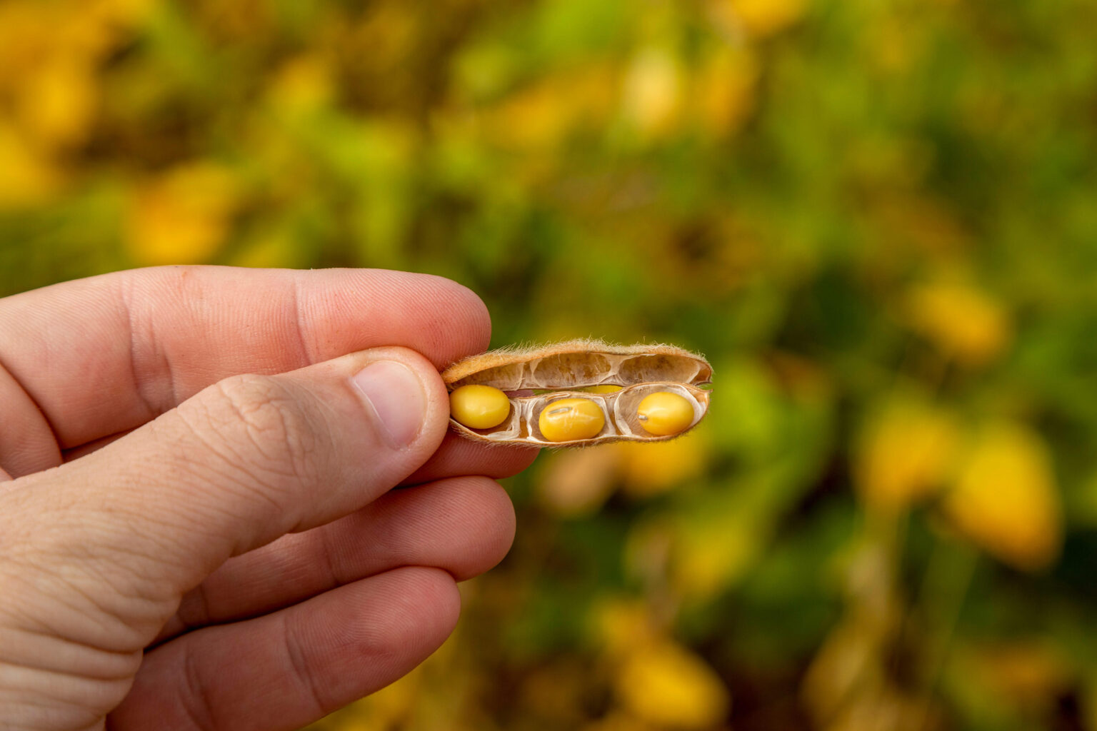 vagem com grão de soja, atividades agrícolas vagem com grão de soja, atividades agrícolas