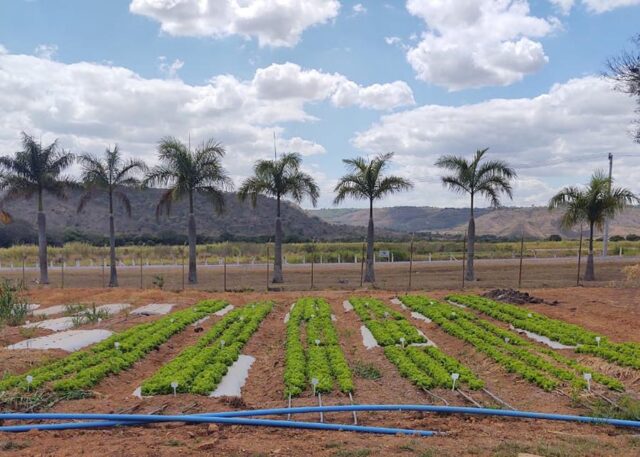 irrigação de hortaliças