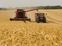trabalho, agro, agronegócio, colheita, trigo, Cepea