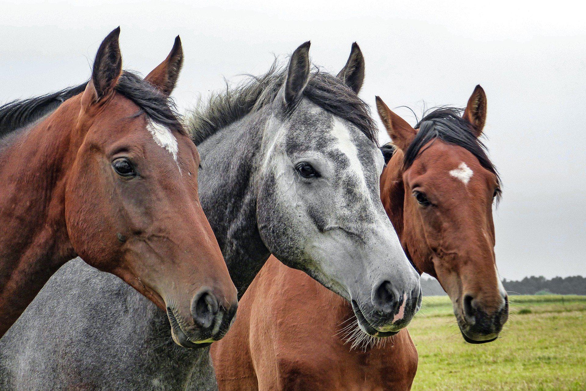 Fertilidade de cavalos: ciência, manejo e genética a favor do agro