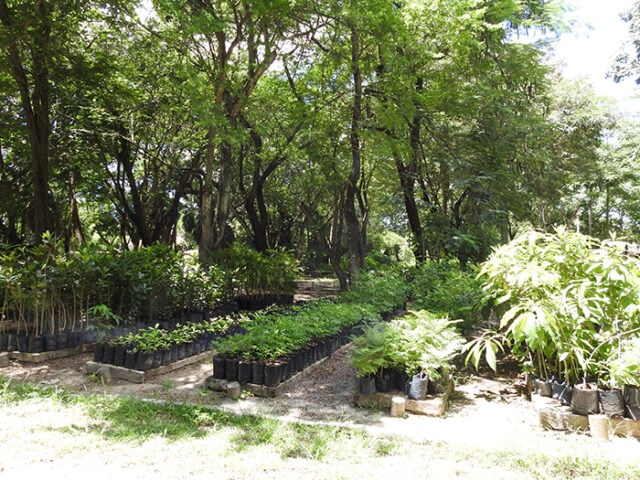 horto florestal de Fortaleza, Ceará